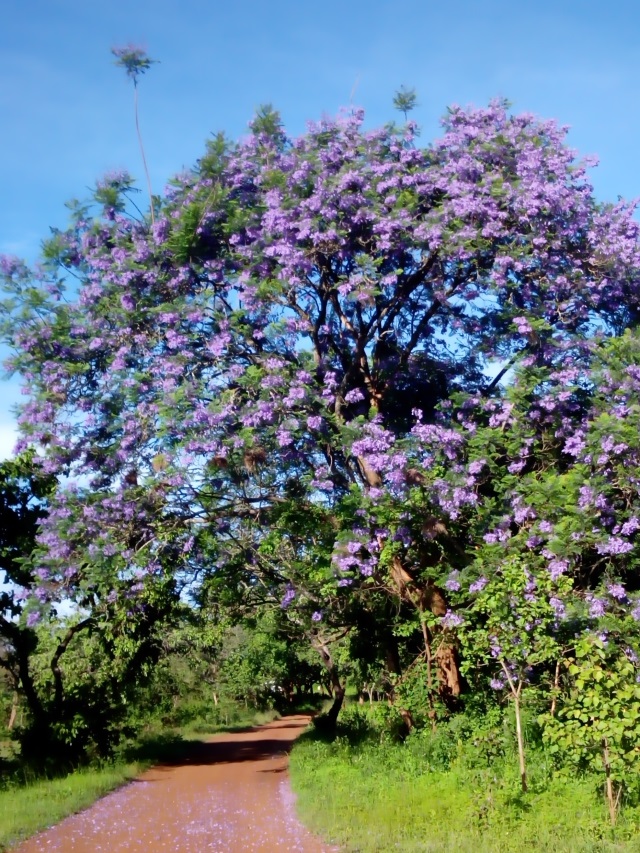 Our Driveway -- that Jacaranda is very happy this year.